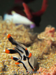 RUN! RUN! RUN!
G10, 2 INON Macro, INON Strobe by Ng Steven 